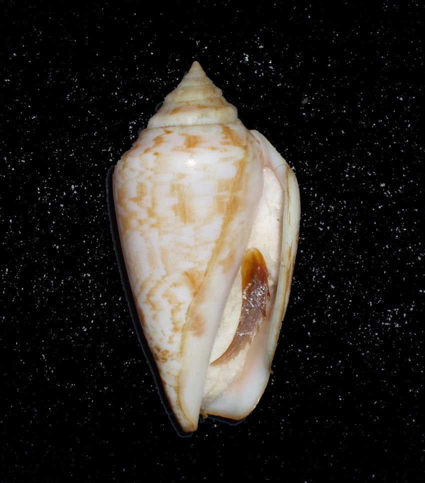 Strombus decorus